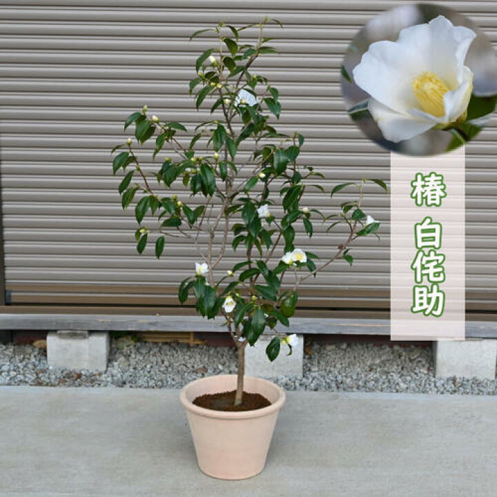 楽天市場】白侘助 椿 鉢植え 一重咲き 小輪 茶花 一輪挿し : 園芸 
