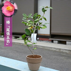  ܐF A育@coL d炫  炫 炫