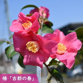 2026年2月～3月開花苗 椿 古都の春 ことのはる ポット苗 挿し木苗 椿庭木 鉢植え 花木 茶花 ツバキ