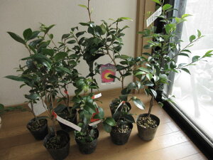  yؕcz ycoLz  @20{Zbg