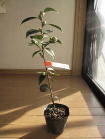 楽天市場 椿太郎の通販