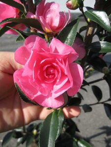 ꉳTUJ@ y؁z yRԕczTUJc