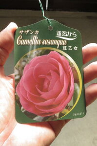 񂩁@񂩍g y؁z yRԁzTUJc TUJ