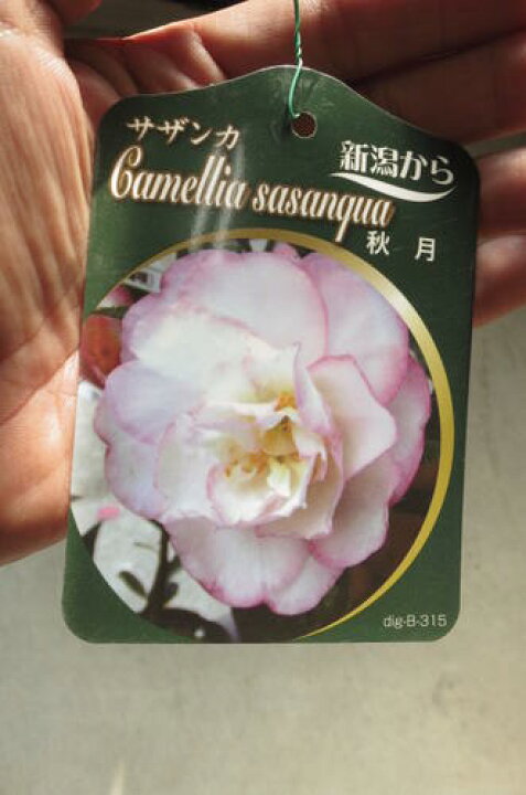 楽天市場 さざんか秋月 庭木 山茶花 サザンカ苗 サザンカ 園芸百貨店何でも揃うこぼんさい