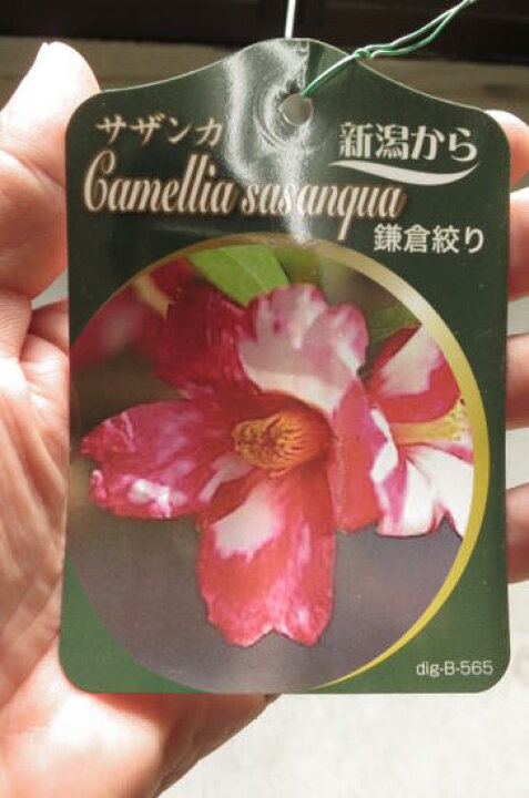 楽天市場 さざんか鎌倉絞り 庭木 山茶花 サザンカ苗 サザンカ 園芸百貨店何でも揃うこぼんさい