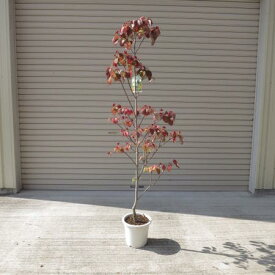 楽天市場 ハナミズキ 鉢植えの通販