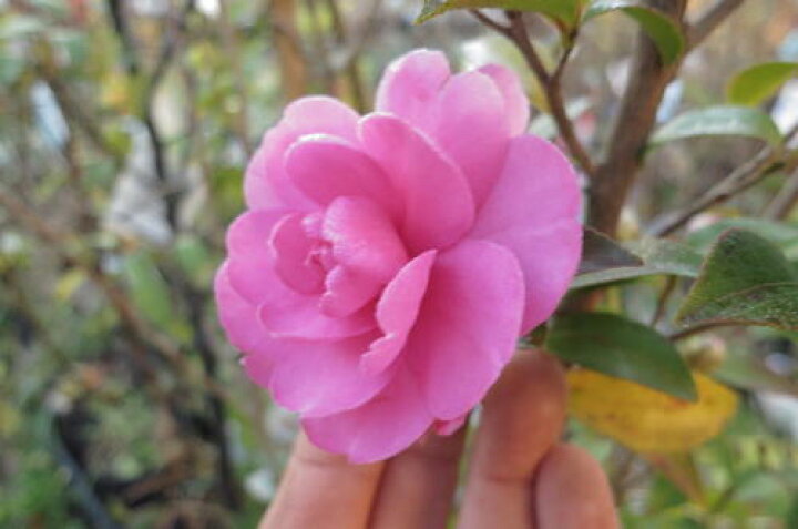 楽天市場 緋乙女サザンカ 庭木 山茶花 サザンカ苗 八重咲 園芸百貨店何でも揃うこぼんさい