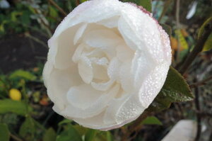 q y؁z yRԁzTUJc TUJ