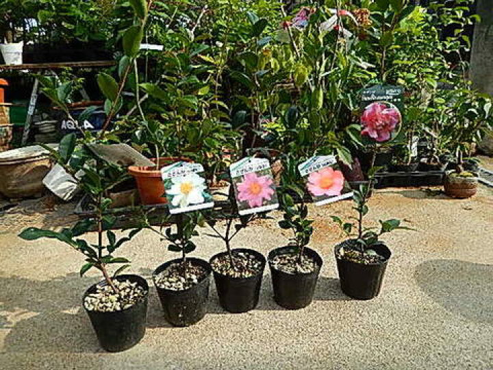 楽天市場】5種類のサザンカ苗 送料込みさざんか苗 【山茶花背丈20 