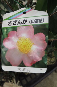 񂩑吳 y؁z yRԁzTUJc TUJ