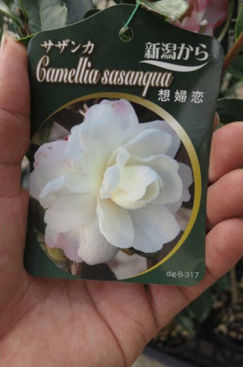 楽天市場 さざんか想婦恋 庭木 山茶花 サザンカ苗 サザンカ 園芸百貨店何でも揃うこぼんさい