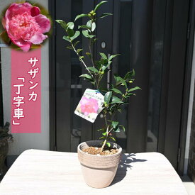 2024年花芽あり サザンカ 丁字車 鉢植え 山茶花 花鉢 ちょうじぐるま さざんか 唐子咲き