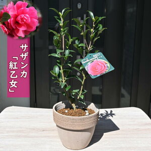 TUJ g A Ƃ R Ԕ ꉳ  a̗_