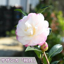 トオヤマグリーン サザンカ 庭木 ピンク サザンカ 笑顔ピンク花 0 5m 10 5cmポット 苗