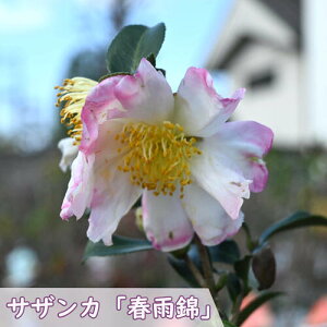 2025N1JԒ TUJ tJ c؂͂邳߂ɂ  R TUJc コ񂩌n