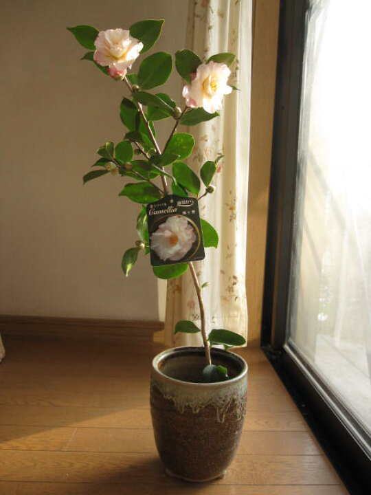 楽天市場 椿鉢植え 鉢植えつばき ツバキ鉢植え 古典椿 梅ヶ香椿 花に香りのある椿です 園芸百貨店何でも揃うこぼんさい