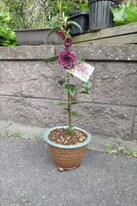 ���󎇂ɍ炭�֐M�y���A�� �y�c�o�L�z�֕c �ց@����@�}����