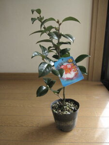 y؁z ycoLzyցz@ց@⍪i