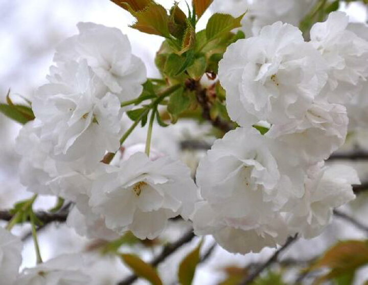 楽天市場 桜苗 白妙桜苗 八重咲きの白花品種 園芸百貨店何でも揃うこぼんさい