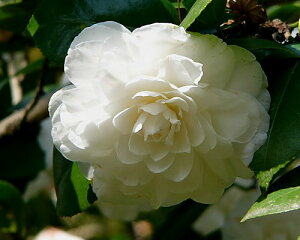 ֕c yؕcz ycoLz  ecoL2025NԉLւ̂ԂƂ́@vȂ@łB