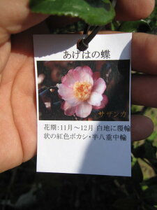 TUJ@ y؁z yRԁzTUJc͒TUJ@ɔgF̂ڂ@d炫