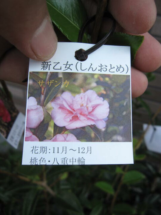 楽天市場 庭木 山茶花 サザンカ苗 新乙女 サザンカ 花は桃色八重咲 園芸百貨店何でも揃うこぼんさい