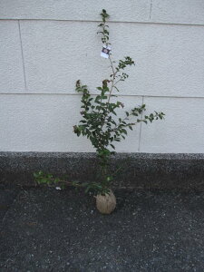 傫߂񂩕cԌ䓰TUJ@ y؁z yRԁzTUJc@񂩁@