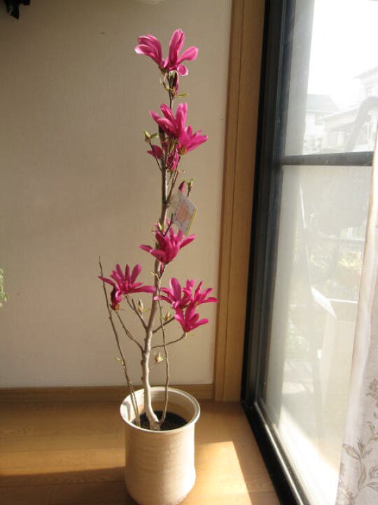 楽天市場 ガールマグノリア 鉢植え2022年開花予定 園芸百貨店何でも揃うこぼんさい 楽天市場 ガールマグノリア 鉢植え2022年開花予定 園芸百貨店何でも揃うこぼんさい