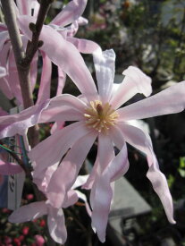 楽天市場 ピンク コブシの通販