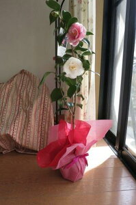 2025N11{蔭 @ؒւ̒ԁEjω