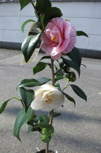 2025N11甭@ؒւ̒ԁEjωƂĂHȂԂłB