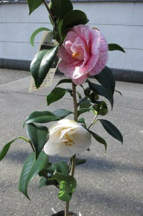 楽天市場 高級 庭木椿の仲間 七曜変化とても稀少なお花です 園芸百貨店何でも揃うこぼんさい