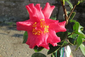 TUJ̏o@ y؁z yRԁzTUJc