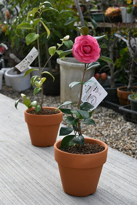 楽天市場】開花贈り物に椿 【鉢花椿】 【ツバキ鉢植え】さつま紅つばき 