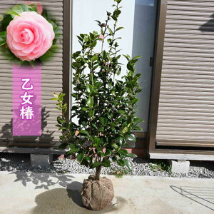 2025N  Qc 150Z`Oy֕c؁zd炫 sN LcoLn