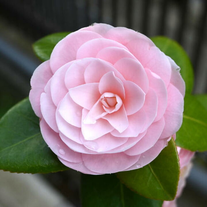 楽天市場】2026年 母の日の贈り物に 乙女椿 挿し木 鉢植え 5月に開花 