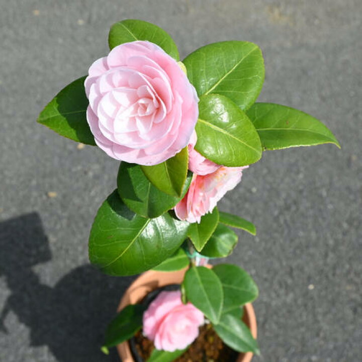 楽天市場】2026年 母の日の贈り物に 乙女椿 挿し木 鉢植え 5月に開花 