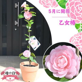 母の日の贈り物に 乙女椿 鉢植え 5月に開花 千重咲き ピンク花 ユキツバキ系 椿