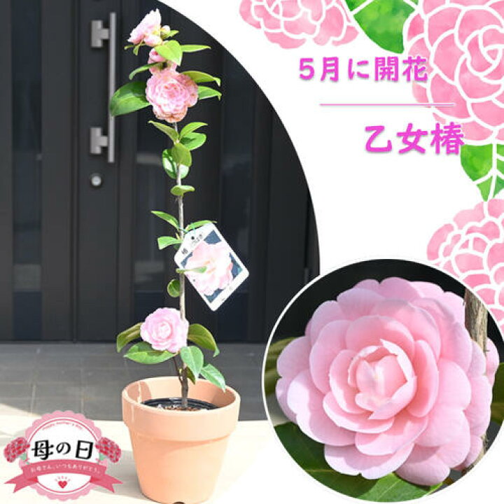 楽天市場】2026年 母の日の贈り物に 乙女椿 挿し木 鉢植え 5月に開花 