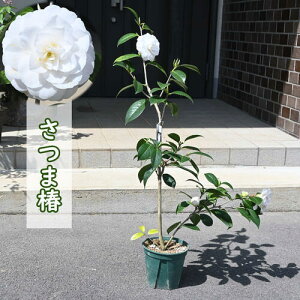 Ԓ ܒ c coL   d炫 