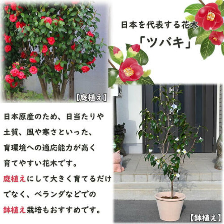 楽天市場】2026年2月～4月開花苗 椿 松波 まつなみ 苗木 牡丹咲き 白花 