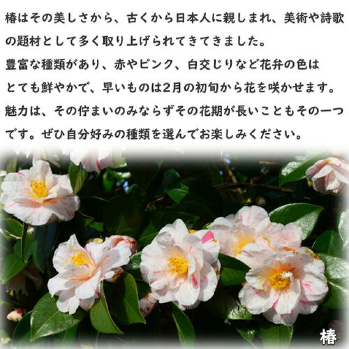 楽天市場】2026年2月～4月開花苗 椿 松波 まつなみ 苗木 牡丹咲き 白花 
