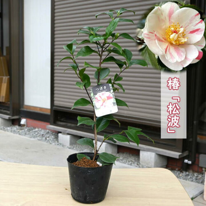 楽天市場】2026年2月～4月開花苗 椿 松波 まつなみ 苗木 牡丹咲き 白花 