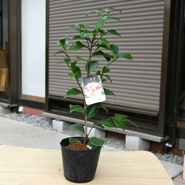 楽天市場】2026年2月～4月開花苗 椿 松波 まつなみ 苗木 牡丹咲き 白花 