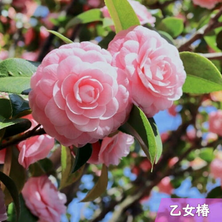 楽天市場】プレゼントにつばきのお花2026年開花予定のツバキ苗 【庭木 