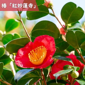 2025年1月〜4月開花苗 椿 紅妙蓮寺 苗木 一重咲き 中輪 挿し木苗 椿 庭木 鉢植え 花木 茶花 ツバキ