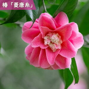 2025N3`4Jԕc  H c Ђ炢 d炫 sN  }ؕc   A Ԗ  coL