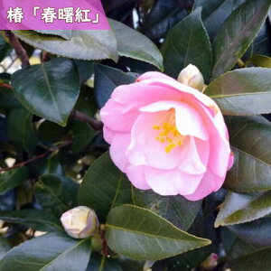 2025N3`4Jԕc  tg c 񂵂 d炫 sN  }ؕc   A Ԗ  coL