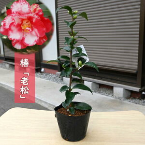 2025N3`4Jԕc  V ܂ c d炫  }ؕc   A Ԗ  coL