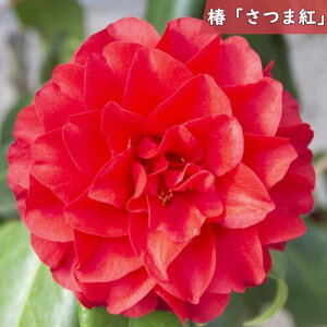 2025N2`4Jԕc  ܍g c ܂Ȃ d炫 gF  }ؕc    A Ԗ  coL